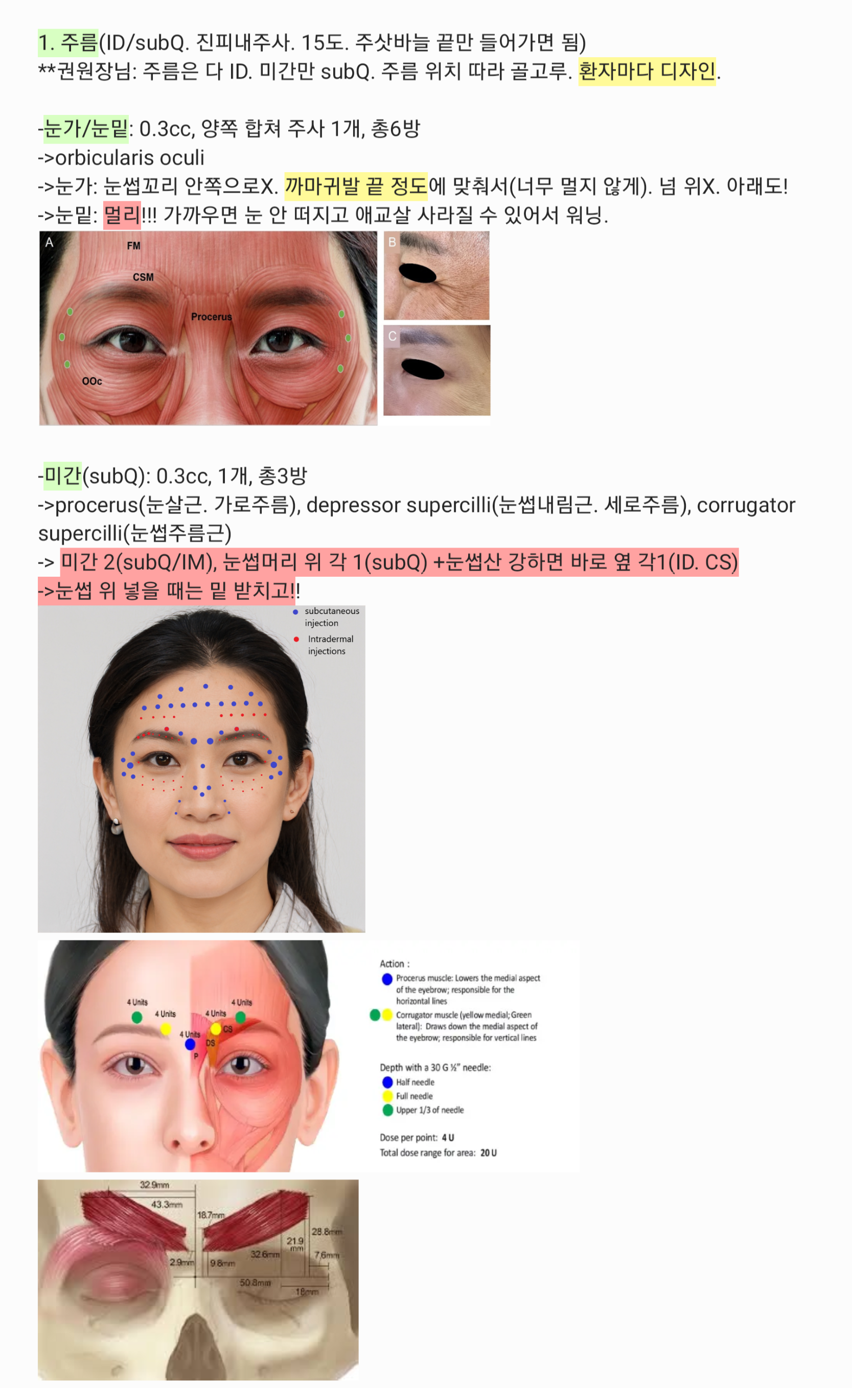 눈가/미간 해부학 사진
