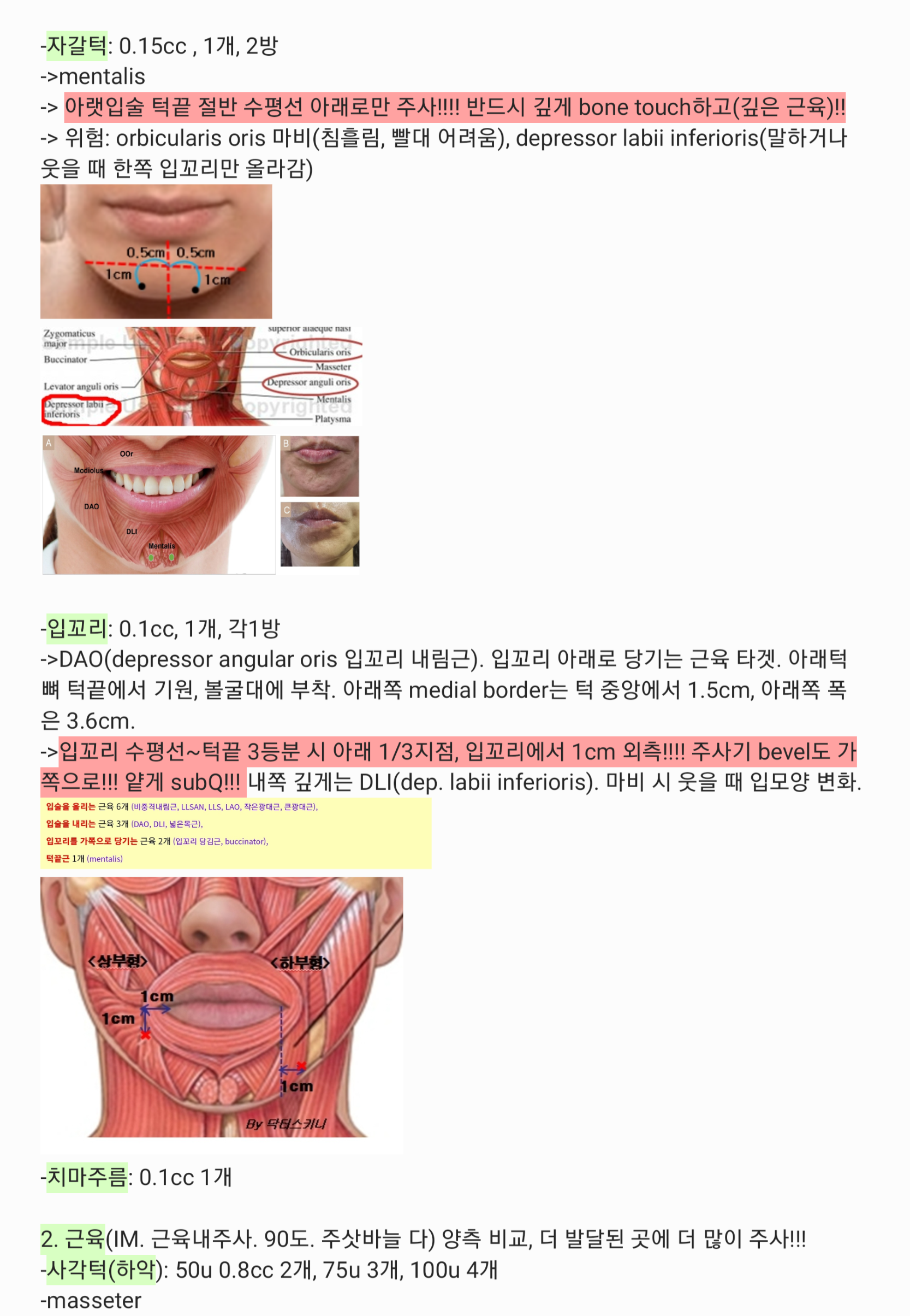 입 주변 근육 해부도